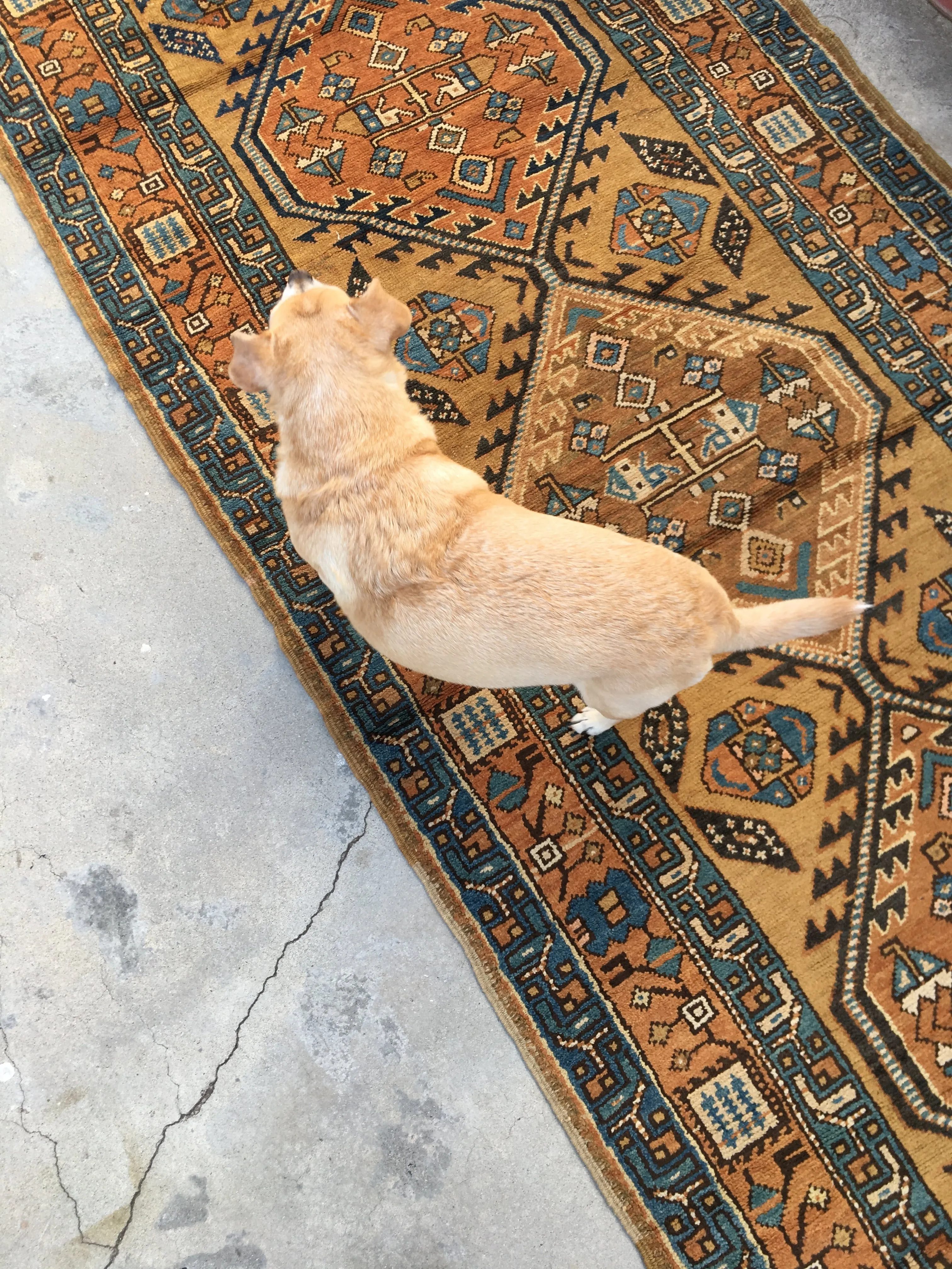 3'9 x 13'3 NW Persian Runner